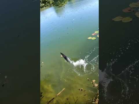 WL916 RTR Brushless RC Boat - Fast 60km/h π€